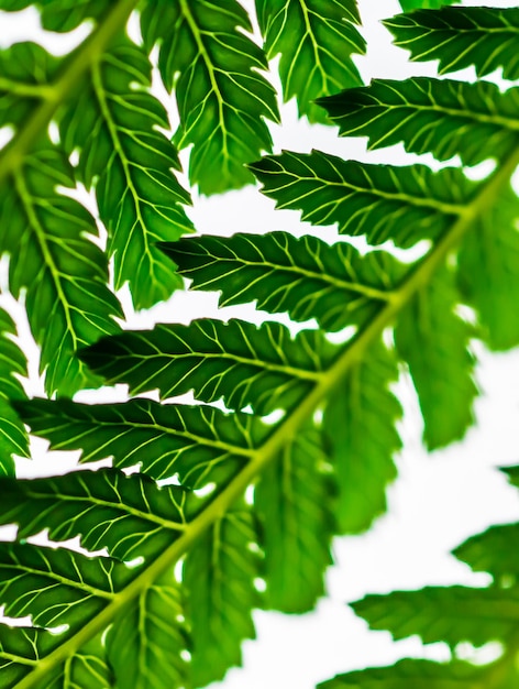 Photo vue rapprochée des feuilles sur l'arbre