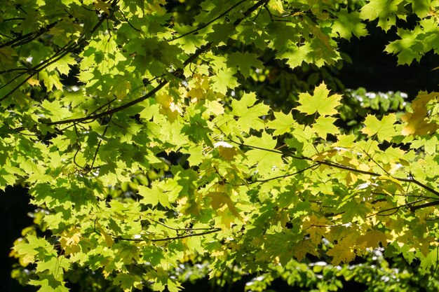 Photo vue rapprochée des feuilles sur l'arbre