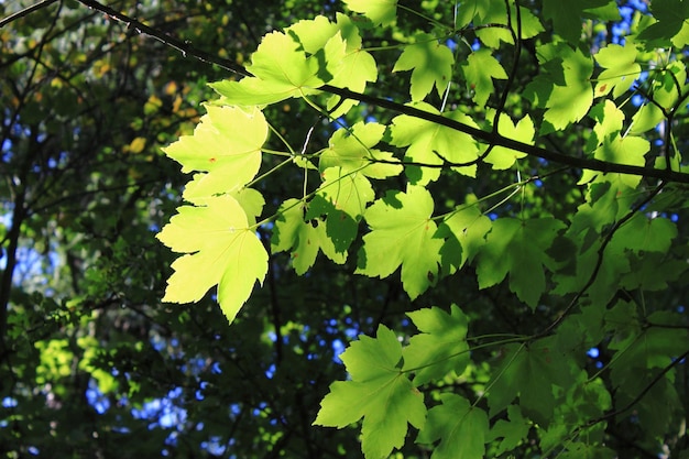 Vue rapprochée des feuilles sur l'arbre