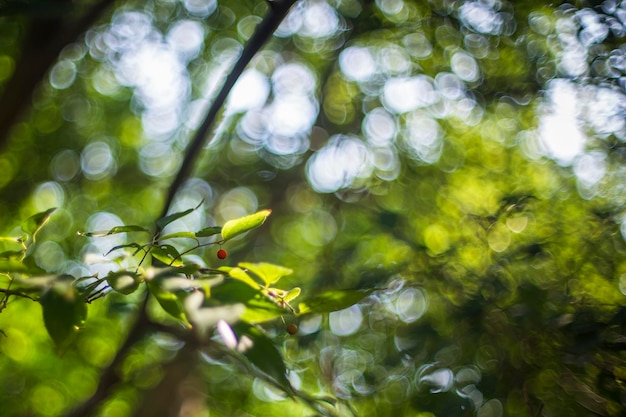 Vue rapprochée des feuilles sur l'arbre