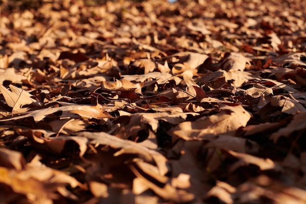 Photo vue rapprochée des feuilles d'automne sur le champ