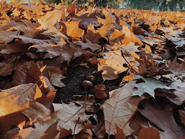 Photo vue rapprochée des feuilles d'automne sur le champ