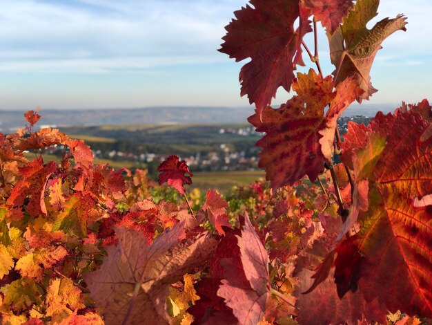 Photo vue rapprochée des feuilles d'automne contre le ciel