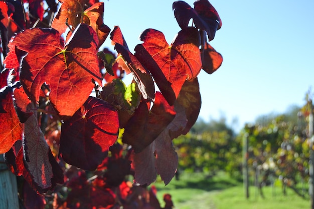 Photo vue rapprochée des feuilles d'automne contre le ciel