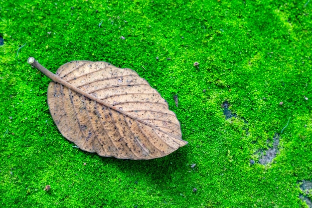 vue rapprochée des feuilles d'automne sur l'herbe