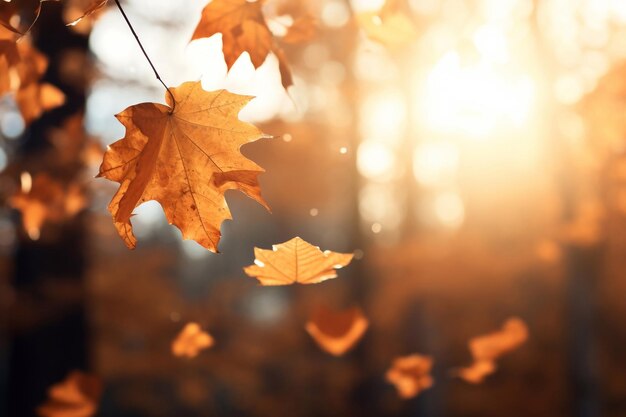 Vue rapprochée des feuilles d'automne qui tombent