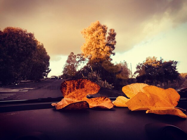 Photo vue rapprochée des feuilles d'automne sur la roche contre le ciel