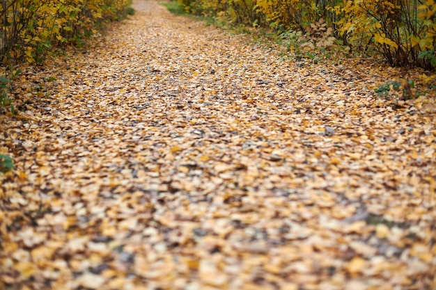 Photo vue rapprochée des feuilles d'automne sur la route