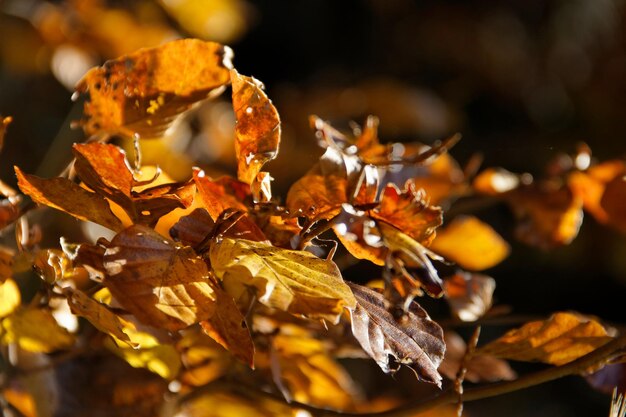 Photo vue rapprochée des feuilles d'automne séchées