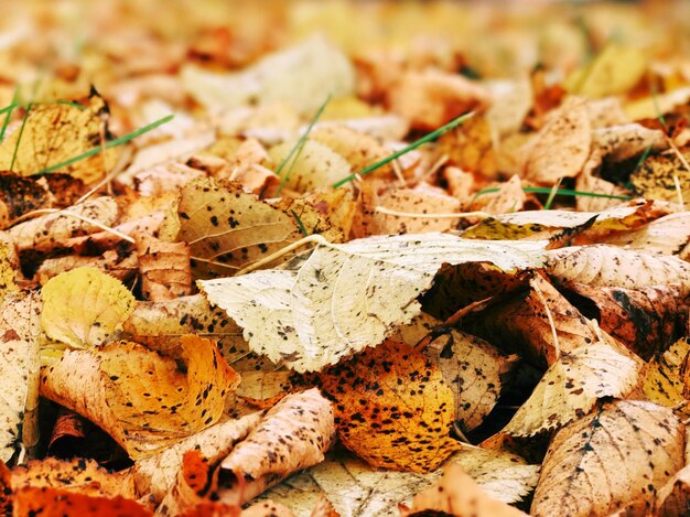 Vue rapprochée des feuilles d'automne tombées sur le champ