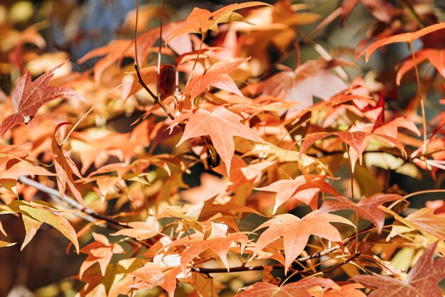 Vue rapprochée des feuilles d'automne