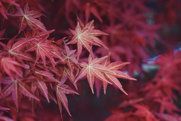 Vue rapprochée des feuilles d'automne