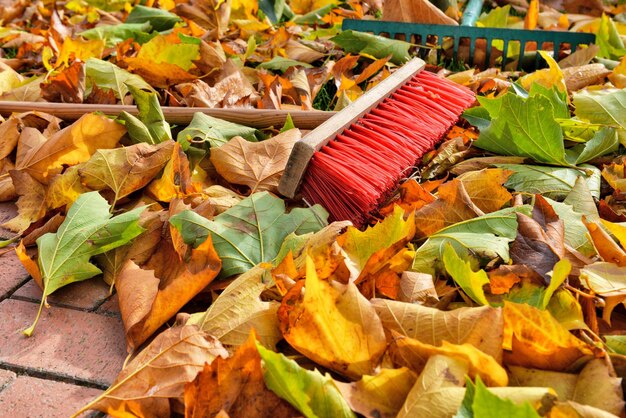 Photo vue rapprochée des feuilles d'automne