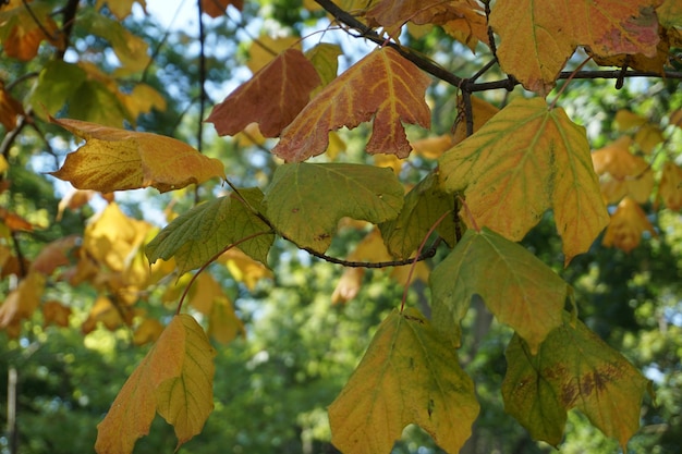 Vue rapprochée des feuilles d'automne