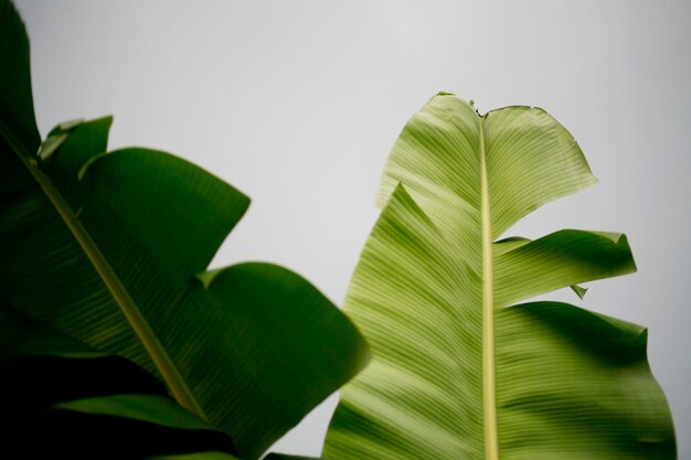 Photo vue rapprochée des feuilles de banane sur la plante