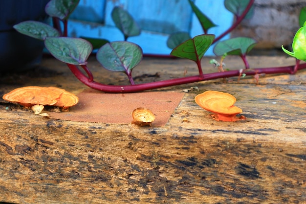 Vue rapprochée des feuilles sur le bois