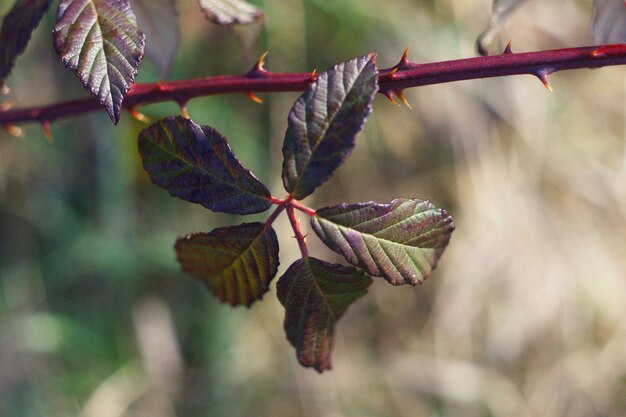 Photo vue rapprochée des feuilles sur la branche