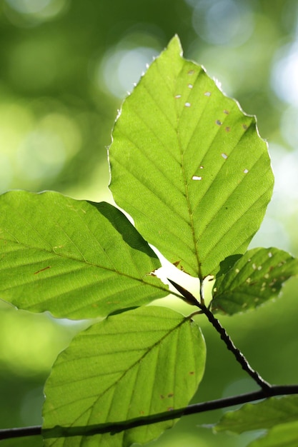 Vue rapprochée des feuilles sur la branche