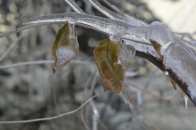 Photo vue rapprochée des feuilles sur une brindille gelée