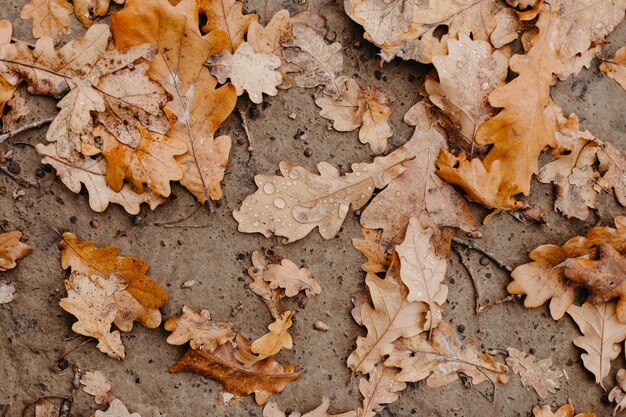 Vue rapprochée des feuilles de chêne tombées avec de la rosée Chêne d'automne