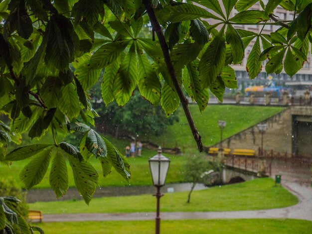 Photo vue rapprochée des feuilles dans le parc