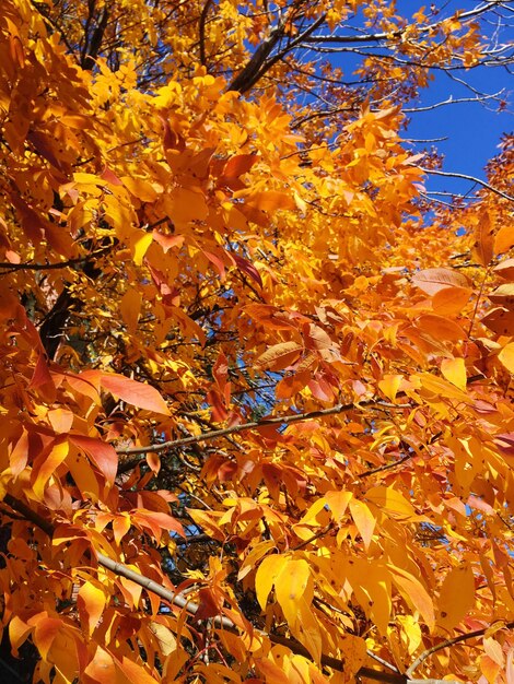 Photo vue rapprochée des feuilles d'érable sur l'arbre à l'automne