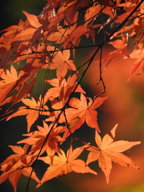 Photo vue rapprochée des feuilles d'érable sur l'arbre à l'automne