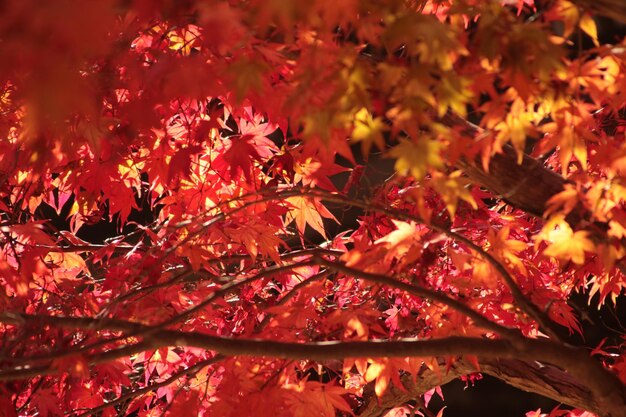 Vue rapprochée des feuilles d'érable sur un arbre