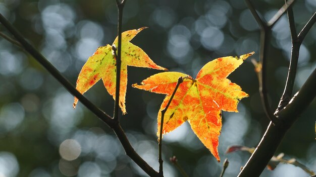 Vue rapprochée des feuilles d'érable sur une branche