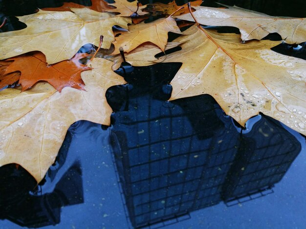 Photo vue rapprochée des feuilles d'érable dans une flaque d'eau