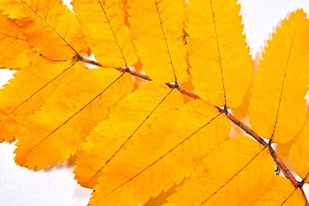 Photo vue rapprochée des feuilles d'érable jaunes sur les arbres en automne