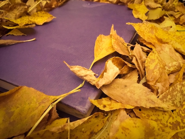 Photo vue rapprochée des feuilles d'érable jaunes