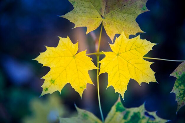 Photo vue rapprochée des feuilles d'érable jaunes