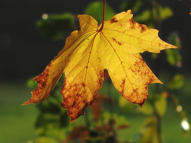 Vue rapprochée des feuilles d'érable jaunes