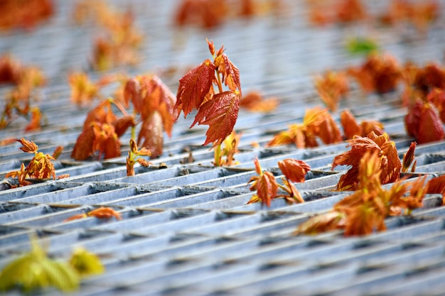 Photo vue rapprochée des feuilles d'érable pendant l'automne venant d'une grille d'acier