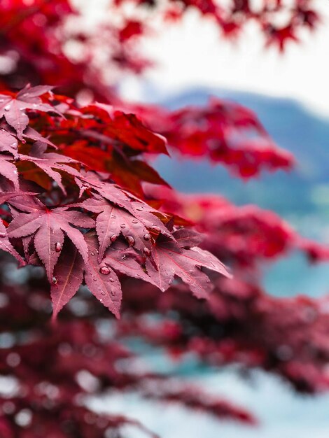 Photo vue rapprochée des feuilles d'érable rouge