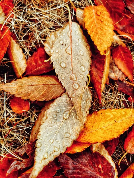 Photo vue rapprochée des feuilles d'érable sèches sur la plante