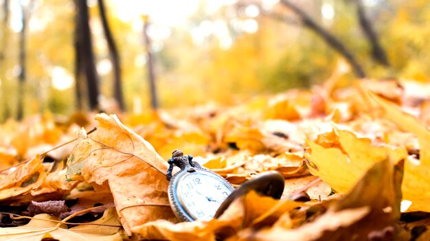 Vue rapprochée des feuilles d'érable sèches sur terre