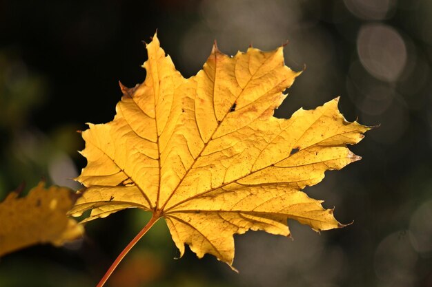 Vue rapprochée des feuilles d'érable