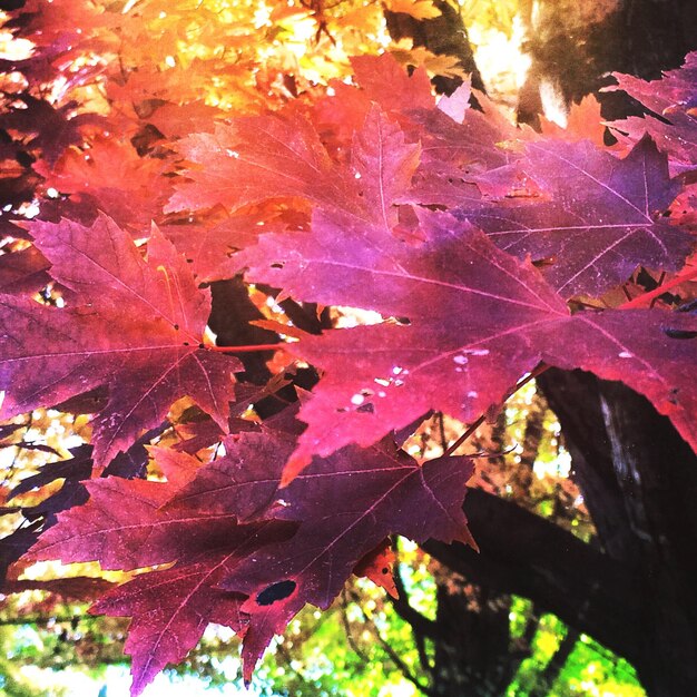 Photo vue rapprochée des feuilles d'érable