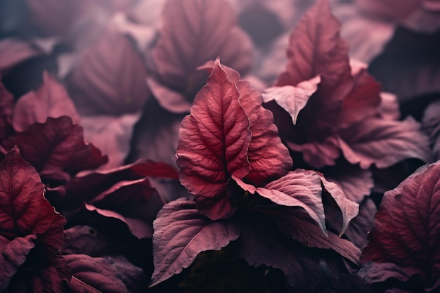 Vue rapprochée de feuilles de fleurs de cigare sur papier peint mobile