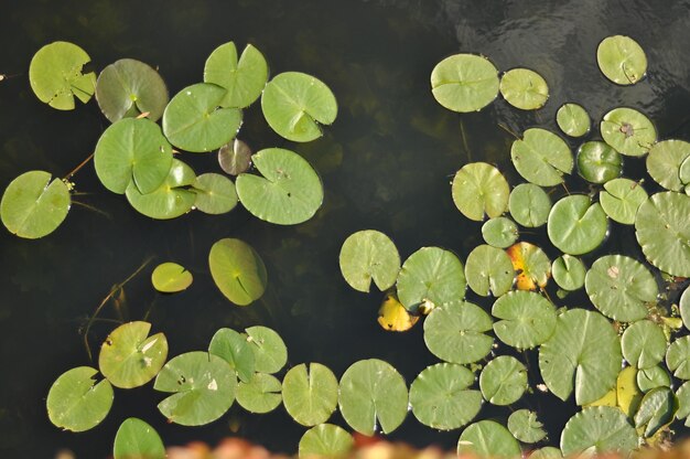 Photo vue rapprochée des feuilles flottant sur l'eau