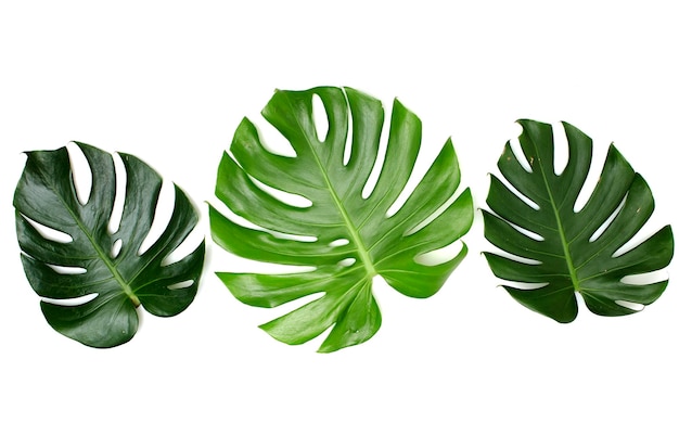 Vue rapprochée des feuilles sur fond blanc
