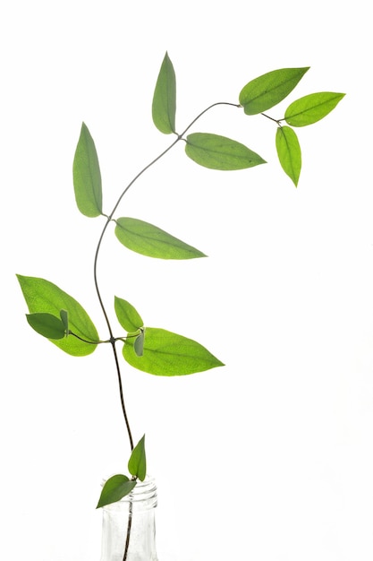 Photo vue rapprochée des feuilles sur fond blanc
