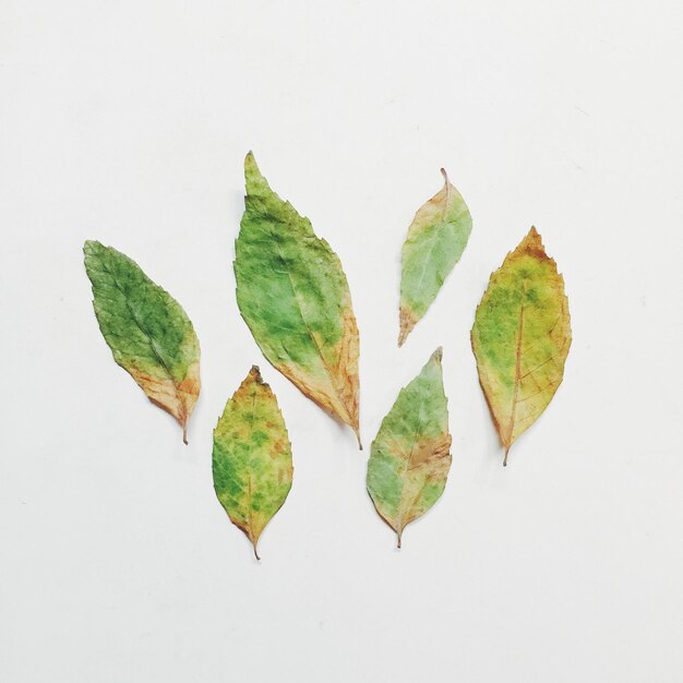 Vue rapprochée des feuilles sur fond blanc