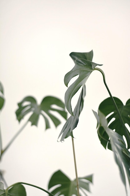 Vue rapprochée des feuilles sur fond blanc