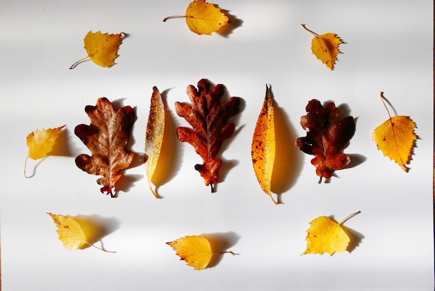 Vue rapprochée des feuilles sur fond blanc