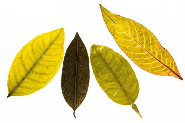 Photo vue rapprochée des feuilles sur fond blanc