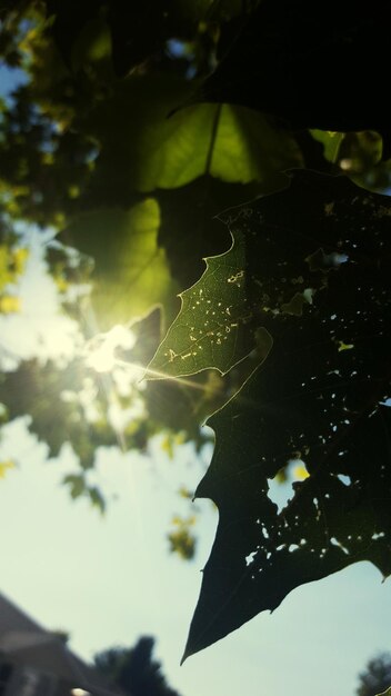 Photo vue rapprochée des feuilles sur un fond flou