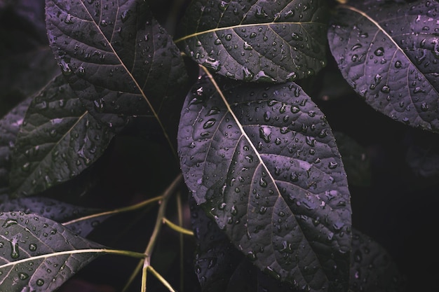 Photo vue rapprochée des feuilles humides des plantes pendant la saison des pluies